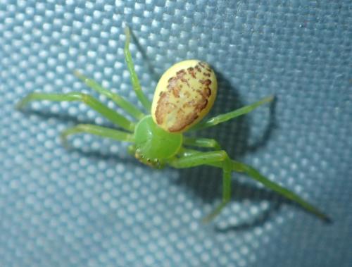 Réf. 221 991 : Diaea dorsata